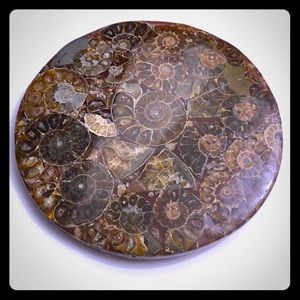 Large ammonite fossil plate